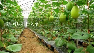 3月可以种什么菜