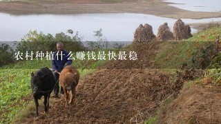 农村种植什么赚钱最快最稳