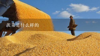 茨菜是什么样的