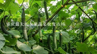 重庆最大的水果蔬菜批发市场