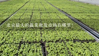 北京最大的蔬菜批发市场在哪里？