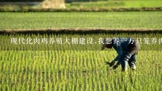 现代化肉鸡养殖大棚建设,我想养1万只笼养肉食鸡大