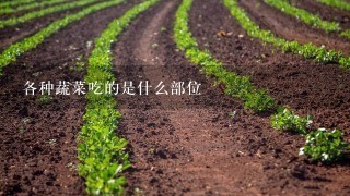 各种蔬菜吃的是什么部位