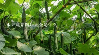 水果蔬菜图片大全是什么