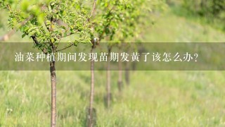 油菜种植期间发现苗期发黄了该怎么办？