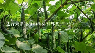 适合天津种植的油葵有哪些品种？