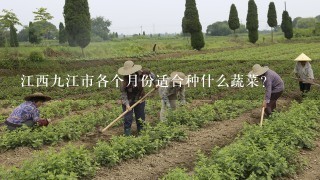 江西9江市各个月份适合种什么蔬菜？