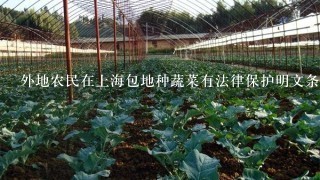 外地农民在上海包地种蔬菜有法律保护明文条例吗