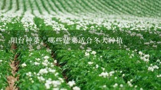 阳台种菜：哪些蔬菜适合冬天种植