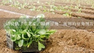 请提供“东北菜：凉拌豆角”所用的豆角图片