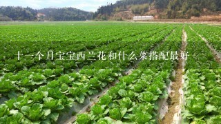 十1个月宝宝西兰花和什么菜搭配最好