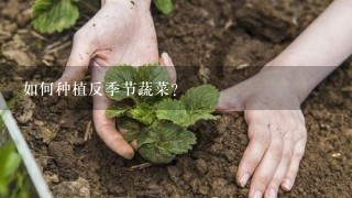 如何种植反季节蔬菜？