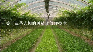 关于蔬菜大棚的种植和管理技术