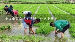 土豆蜜薯南瓜冬瓜属于什么类蔬菜