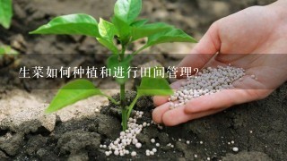 生菜如何种植和进行田间管理？