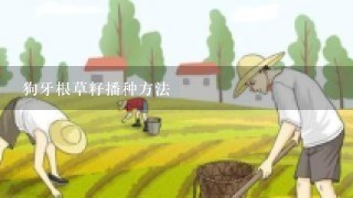 狗牙根草籽播种方法