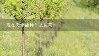 现在天津能种什么蔬菜？