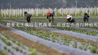 想要无土栽培有机蔬菜，应该怎么进行种植呢？