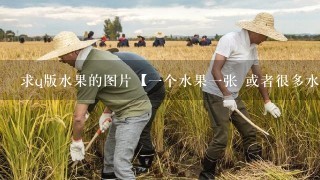 求q版水果的图片【1个水果1张 或者很多水果1张的