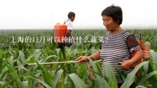 上海的11月可以种植什么蔬菜？