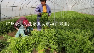 广州最大的蔬菜批发市场在哪里？