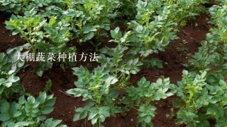 大棚蔬菜种植方法