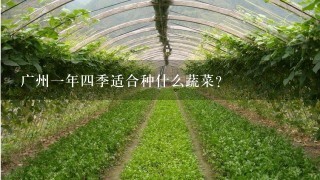 广州1年4季适合种什么蔬菜？