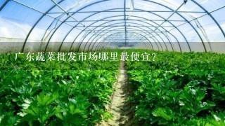 广东蔬菜批发市场哪里最便宜？