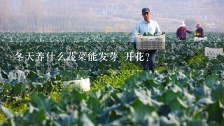 冬天养什么蔬菜能发芽 开花？