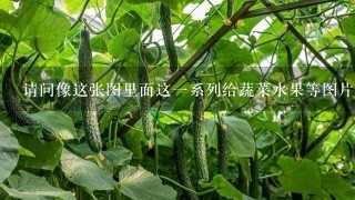 请问像这张图里面这1系列给蔬菜水果等图片加上简单