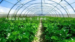 大棚蔬菜如何1年3茬种植？