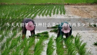 冬天大棚里可以种什么菜?上海青再多少温度下可以正常生长?多少度会冻死?