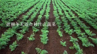 拱棚冬天适合种什么蔬菜