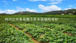 4川宜宾茶花哪个苗木基地的更好