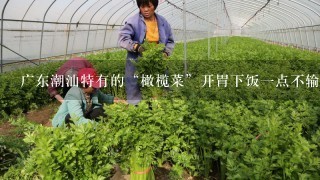 广东潮汕特有的“橄榄菜”开胃下饭1点不输老干妈和涪陵榨菜，为何还是火不起来？