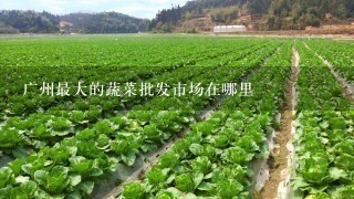 广州最大的蔬菜批发市场在哪里