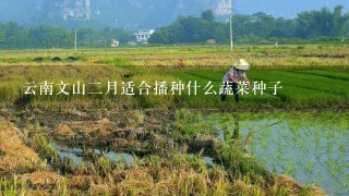 云南文山2月适合播种什么蔬菜种子