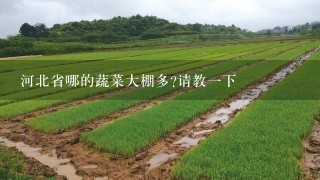 河北省哪的蔬菜大棚多?请教1下