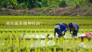 重庆蔬菜播种时间？