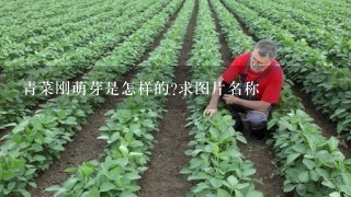 青菜刚萌芽是怎样的?求图片名称