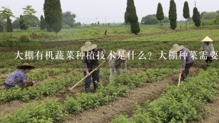 大棚有机蔬菜种植技术是什么？大棚种菜需要注意什么