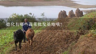 德化有哪些蔬菜批发基地哦?