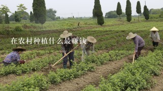 在农村种植什么最赚钱