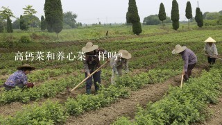 高钙菜和养心菜1样吗？