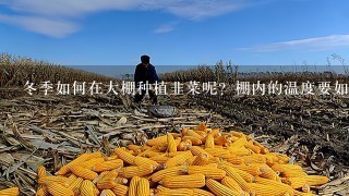 冬季如何在大棚种植韭菜呢？棚内的温度要如何控制呢