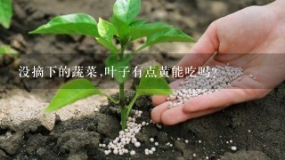 没摘下的蔬菜,叶子有点黄能吃吗?