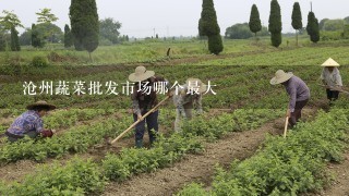 沧州蔬菜批发市场哪个最大