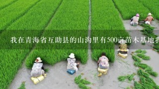 我在青海省互助县的山沟里有500亩苗木基地我打算养殖几千只土鸡和野鸡但不知从哪儿进种苗和技术请帮忙