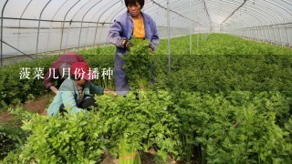 菠菜几月份播种