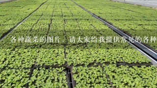 各种蔬菜的图片，请大家给我提供常见的各种蔬菜的图